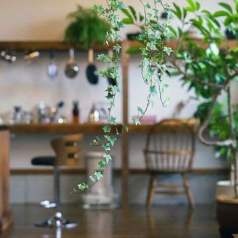 風水的にオススメの観葉植物